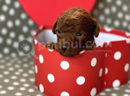 Red Brown Toy Poodle görsel