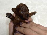 Koyu Renk Teacup poodle Yavrular