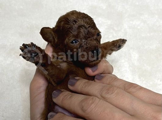 Koyu Renk Teacup Poodle Yavrular