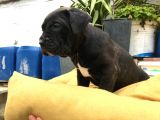 A + Kalite Saf Kan Cane Corso