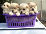 A Kalite Chow Chow Yavrular