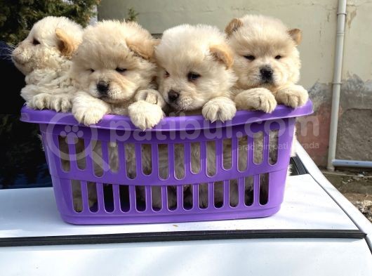A Kalite Chow Chow Yavrular görsel