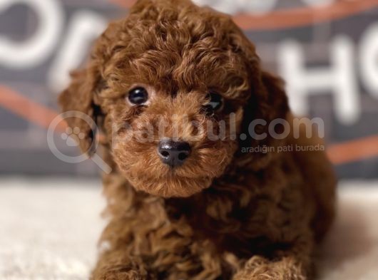 Orijinal Toy Poodle Yavrular