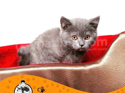 Bri̇ti̇sh Shorthai̇r Yavrularimiz görsel