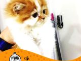CHİNCHİLLA YAVRU KEDİLERİMİZ