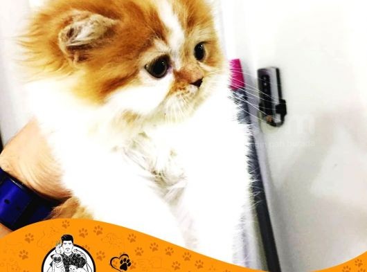 Chi̇nchi̇lla Yavru Kedi̇leri̇mi̇z