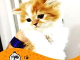 Chi̇nchi̇lla Yavru Kedi̇leri̇mi̇z