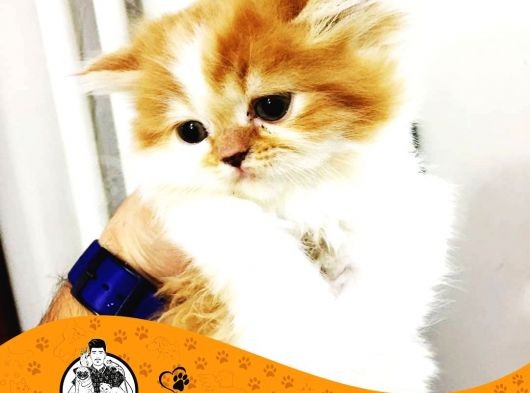 Chi̇nchi̇lla Yavru Kedi̇leri̇mi̇z görsel