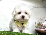 Mini Sevimli Maltese Yavrularımız