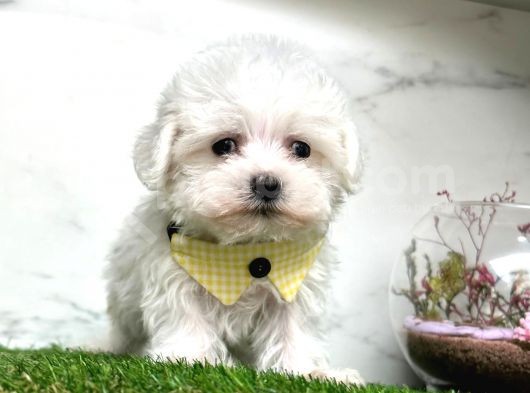 Mini Sevimli Maltese Yavrularımız görsel