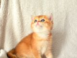 Şampiyon Soyundan Ny11 Golden British Shorthair