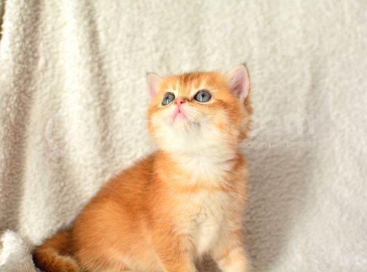 Şampiyon Soyundan Ny11 Golden British Shorthair görsel