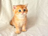 Şampiyon Soyundan Ny11 Golden British Shorthair