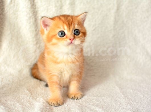 Şampiyon Soyundan Ny11 Golden British Shorthair görsel