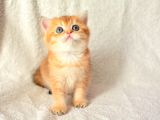 Şampiyon Soyundan Ny11 Golden British Shorthair