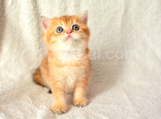 Şampiyon Soyundan Ny11 Golden British Shorthair görsel