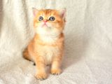 Şampiyon Soyundan Ny11 Golden British Shorthair
