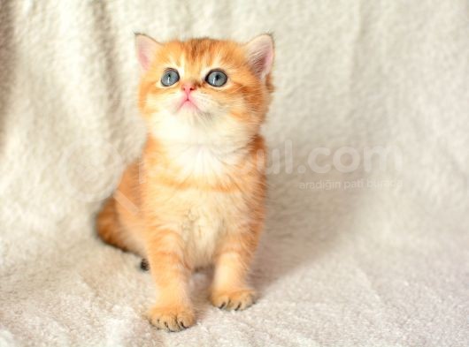Şampiyon Soyundan Ny11 Golden British Shorthair görsel