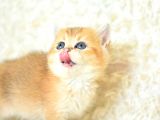 Şampiyon Soyundan Ny 11 Golden British Shorthair