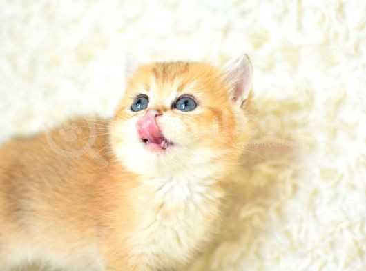 Şampiyon Soyundan Ny 11 Golden British Shorthair görsel