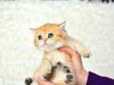 Şampiyonluk Güzelliğinde Ny11 Golden British Shorthair