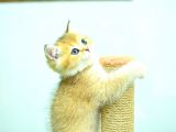 Şampiyonluk Soyundan Ny12 Golden Brtish Shorthair