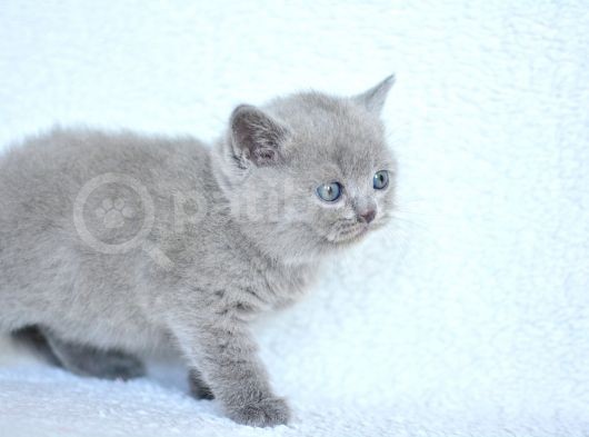 Top Kafa Gri British Shorthair Yavrumuz görsel