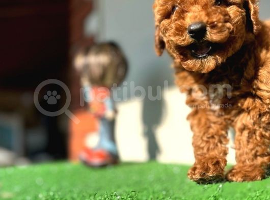 Toy Poodle Kızıl Safkan Orjinal Garantili Kurumsal