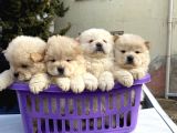 A Kalite Chow Chow Yavrular