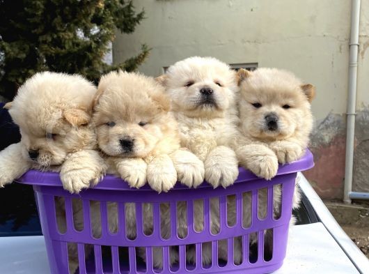 A Kalite Chow Chow Yavrular görsel