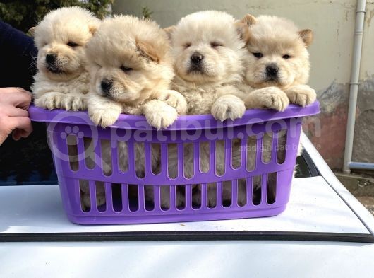 A Kalite Chow Chow Yavrular