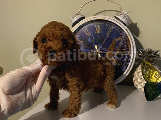 Redbrown Bebekler görsel