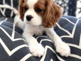 Cavalier king charles Spaniel orjinal safkan garantili