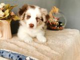 Rengarenk Border Collie Yavrularımız