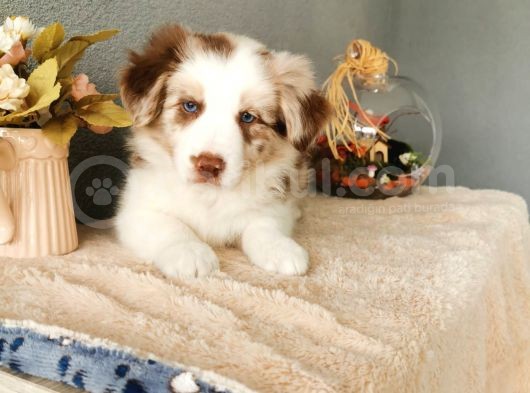 Rengarenk Border Collie Yavrularımız görsel