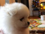 Safkan şecereli anne babadan Pomeranian yavrular
