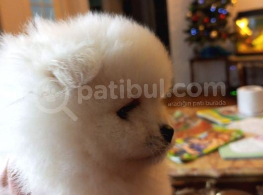 Safkan Şecereli Anne Babadan Pomeranian Yavrular