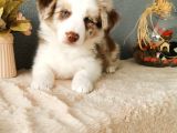 Rengarenk Border Collie Yavrularımız