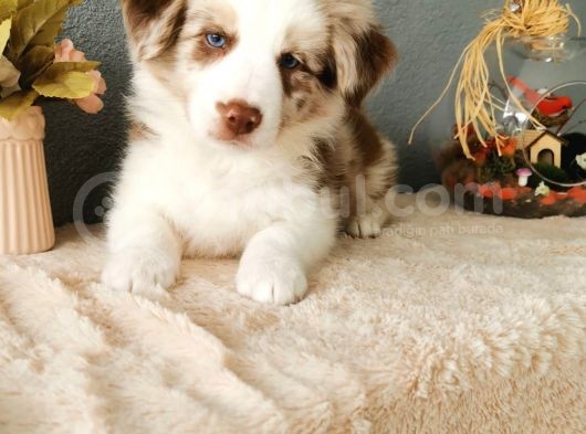 Rengarenk Border Collie Yavrularımız görsel
