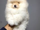 KUSURSUZ ERKEK POMERANİAN TEDDY BEAR YAVRUMUZ