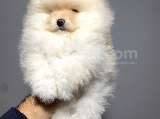 Kusursuz Erkek Pomerani̇an Teddy Bear Yavrumuz
