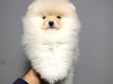 Kusursuz Erkek Pomerani̇an Teddy Bear Yavrumuz