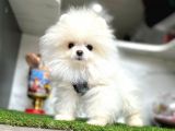 A Kalite Pomeranian Boo Yavruları