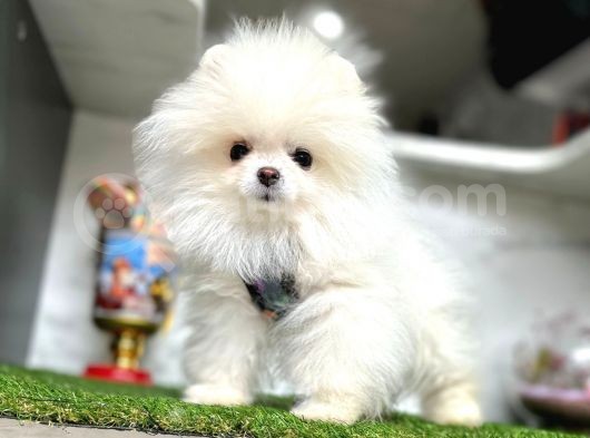 A Kalite Pomeranian Boo Yavruları