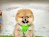 Orange Pomeranian Boo Yavruları