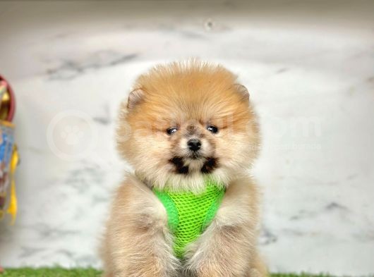 Orange Pomeranian Boo Yavruları