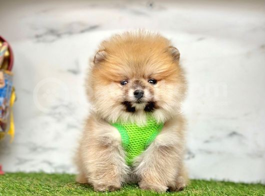 Orange Pomeranian Boo Yavruları görsel