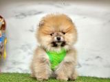 Orange Pomeranian Boo Yavruları