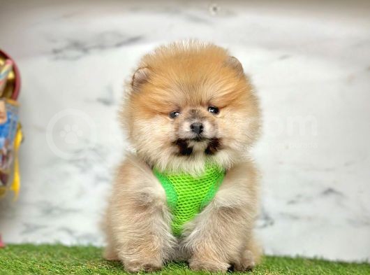 Orange Pomeranian Boo Yavruları görsel