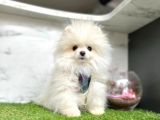 A Kalite Pomeranian Boo Yavruları